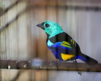 Rio de Janeiro recebe maior encontro de observação de pássaros do país