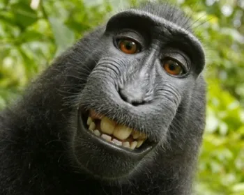 Macaco não é o autor de selfie famosa, revela tribunal dos EUA 