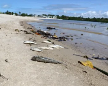 Mortandade de peixes na Barra de Santo Antônio afeta pescadores