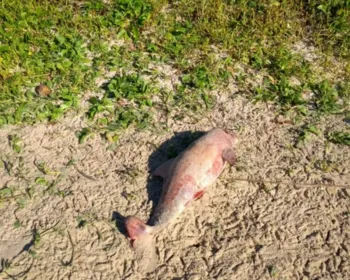 Filhote de boto é encontrado morto na praia de Lagoa do Pau, em Coruripe