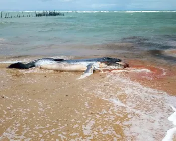 Filhote de baleia jubarte encalha morto na praia de Garça Torta