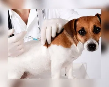 Segunda etapa da vacinação contra raiva imuniza cães e gatos neste sábado