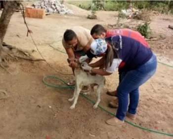 ONG lamenta eutanásia de mais de 900 cães e critica postura do poder público
