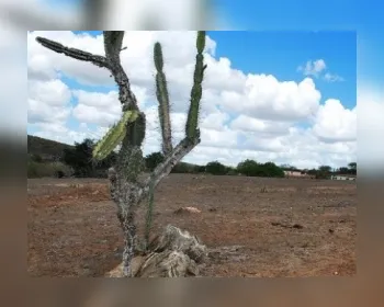 AMA alerta sobre seca em Alagoas e pede apoio para amenizar drama
