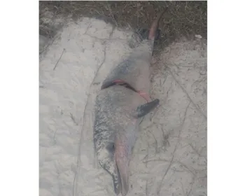 Pescador esquarteja e corta nadadeira de golfinho na praia do Pontal da Barra