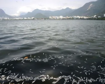 Rio: mais de 55 toneladas de peixes mortos foram recolhidas da Lagoa