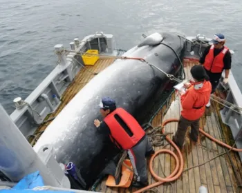 Retomada à caça de baleias no Japão é retrocesso, diz Brasil