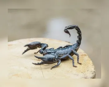 Ministério da Saúde alerta para picadas de escorpião, mais comuns no verão