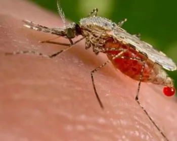 OMS anuncia 1º grande teste de vacina contra malária
