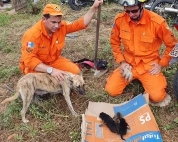 Filhotes de cadela soterrados são resgatados em Santana do Ipanema