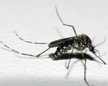 Nova linhagem do vírus da zika está em circulação no Brasil, diz estudo