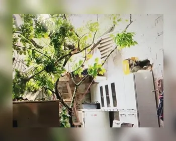 Árvore cai e atinge cozinha de residência localizada no Barro Duro