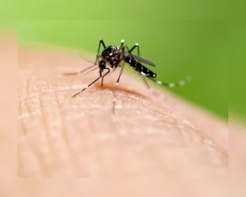Alagoas registra quase 900 casos de dengue este ano