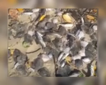 VÍDEO: Peixes de diversas espécies aparecem mortos às margens da Lagoa Manguaba
