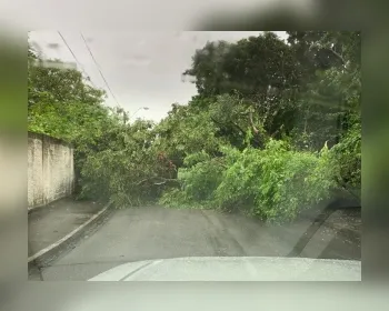 Árvore cai e parte de pista fica interditada no bairro da Gruta de Lourdes