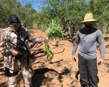 Plantação com 700 pés de maconha é descoberta e destruída pela polícia em Canapi
