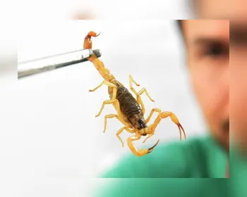 Mais de 8 mil pessoas foram vítimas de picadas de escorpião este ano em Alagoas 