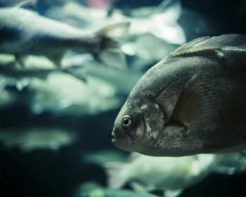 Peixes de água doce terão que comer mais para sobreviver ao aquecimento global