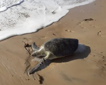 Em 40 dias, 32 tartarugas marinhas são achadas mortas em praias do Recife