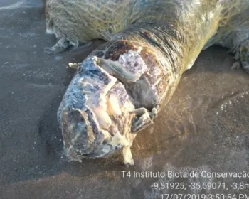 Tartaruga é encontrada morta e com nadadeiras arrancadas na praia de Ipioca