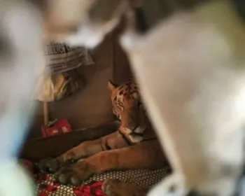 Tigre invade casa para fugir de inundação em parque na Índia