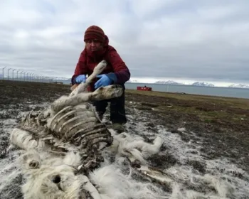 Mais de 200 renas morrem de fome devido à mudança climática no Ártico