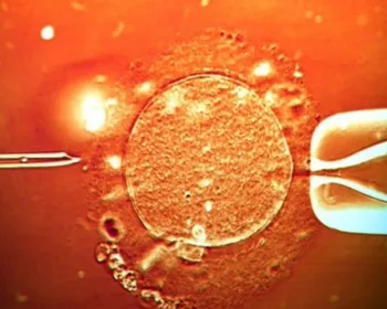 Japão aprova nascimento de embriões híbridos de humanos e animais