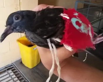 VÍDEO: Agentes capturam pombo-correio usado por facção em presídio de segurança
