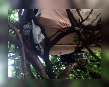 Marceneiro refaz casa em árvore uma semana após 'despejo' no Rio de Janeiro