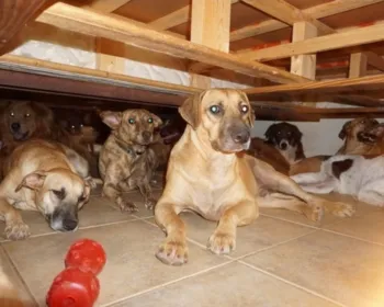 Mulher abriga 97 cachorros para protegê-los do furacão nas Bahamas