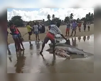 Pescadores capturam três tubarões no Pontal do Peba; veja vídeo!