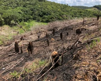 Operação flagra desmatamento de Mata Atlântica em São Miguel dos Milagres