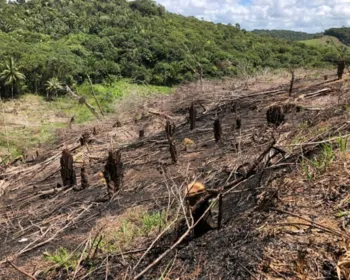Alagoas zera desmatamento detectável na Mata Atlântica em 2019