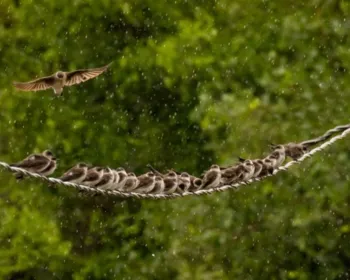 Fotógrafo flagra andorinhas tomando 'banho de chuva' no Pantanal de MS