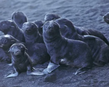 Filhotes de lobo-marinho encontram abrigo em ilha vulcânica no Alaska
