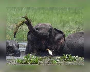 Seis elefantes selvagens morreram em parque na Tailândia