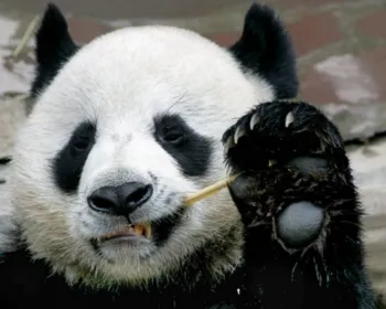 China diz que panda emprestado à Tailândia sofreu ataque cardíaco