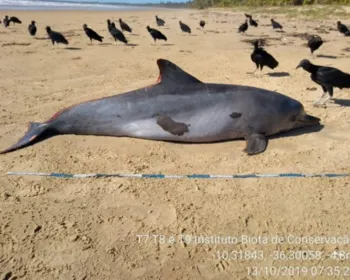 Golfinho 'oleado' é encontrado morto em praia do litoral Sul de Alagoas