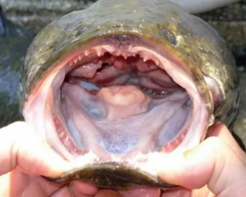 'Mate e congele': por que o peixe cabeça-de-cobra é uma ameaça?