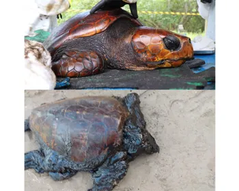 Tartaruga oleada em Maragogi passa por limpeza e é encaminhada a Sergipe