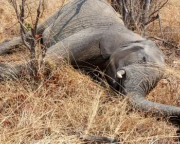 Ao menos 55 elefantes morrem de fome em meio à seca no Zimbábue
