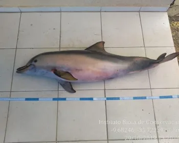 Terceiro golfinho é encontrado morto em praia de Maceió