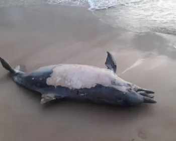 Golfinho é encontrado morto na Praia do Francês; 4º caso em dois dias em AL