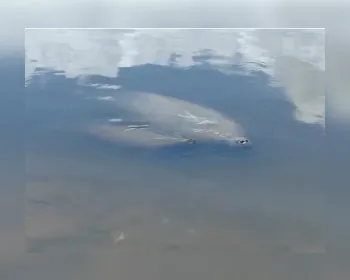 Em meio à polêmica da mancha de óleo, nasce peixe-boi na Barra de Santo Antônio