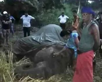 Elefante colapsa e morre após carregar turistas no Sri Lanka