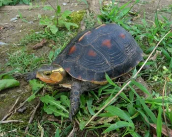 Mais de 60 tartarugas em perigo de extinção somem de zoo no Japão