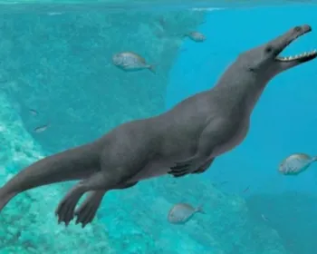 Fóssil no Peru revela que baleias com patas viviam na região