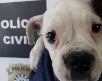 Cachorra de dois meses furtada de clínica veterinária é recuperada no RS