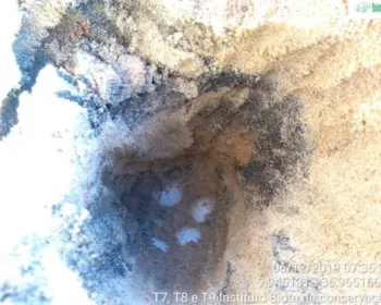 Tartaruga desova em praia com camada de areia suja de óleo; veja imagens!