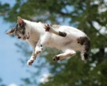 O insolúvel mistério da física: por que os gatos caem sempre de pé?
